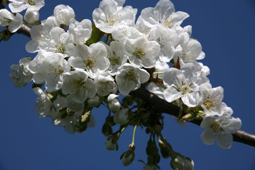Cherry blossom
