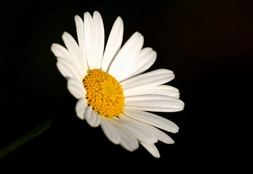 white on black