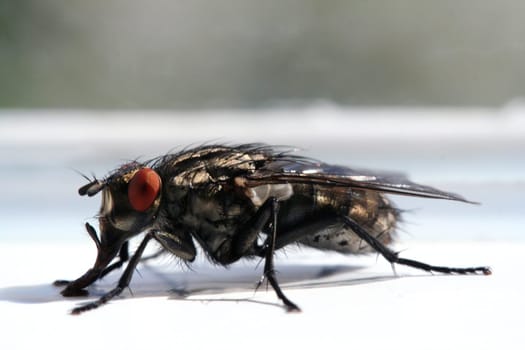 Fly meal