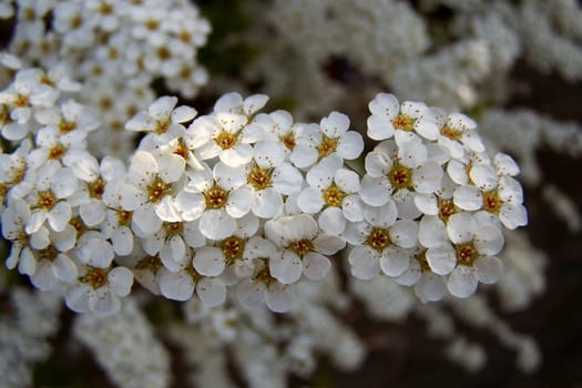 Blossom room
