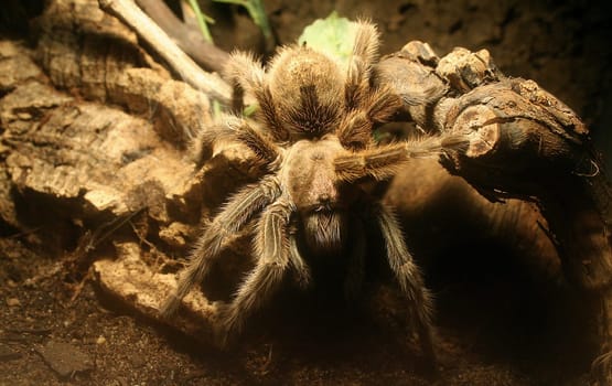 Grammostola porteri