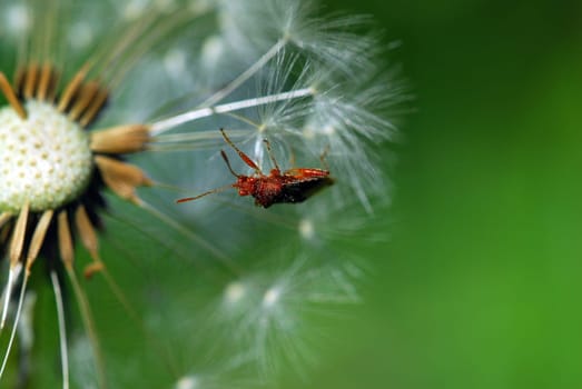 Bedbug on dandelion