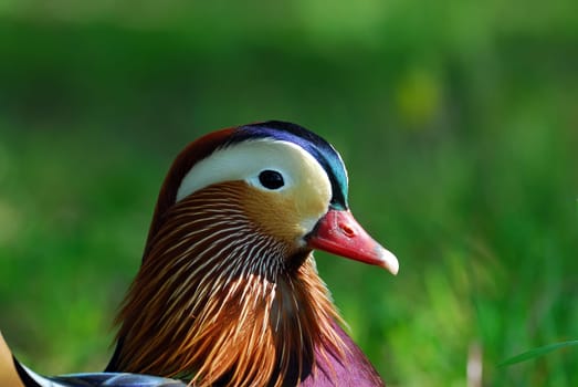 Mandarin Portrait