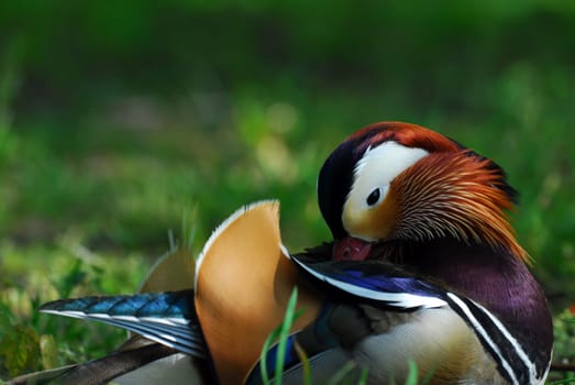 Mandarin duck