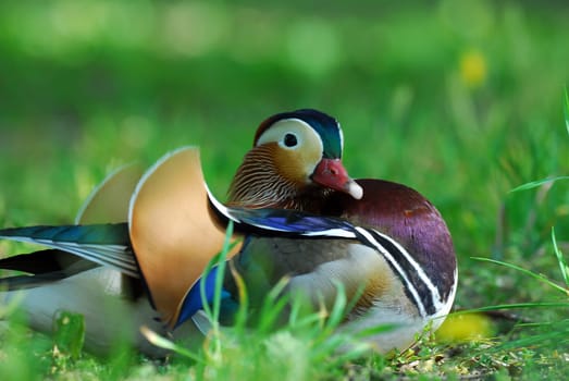 Mandarin in the countryside