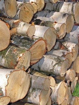 Birch