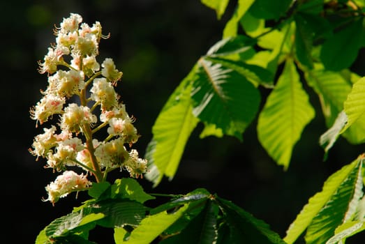 Chestnut splendour
