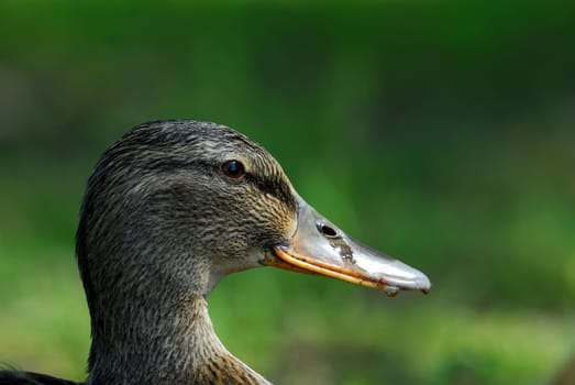 Portrait of a duck lady