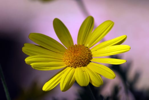 yellow calendula