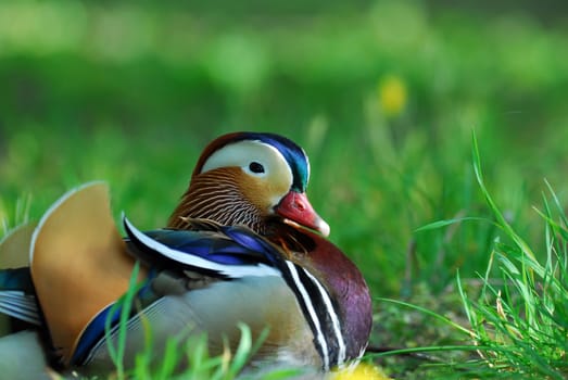 Mandarin in the grass