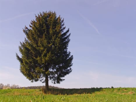 Solitary spruce