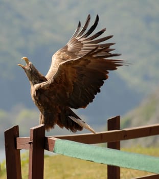 Screaming Eagle