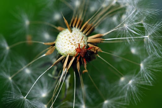 Bedbug on dandelion