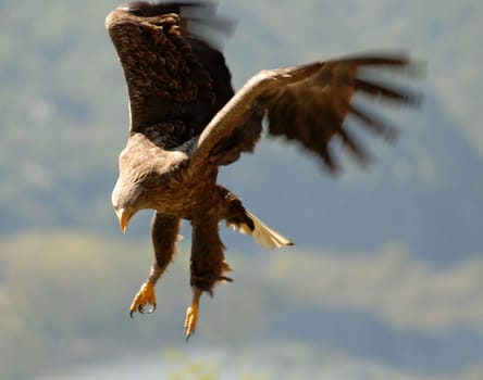Flying Eagle