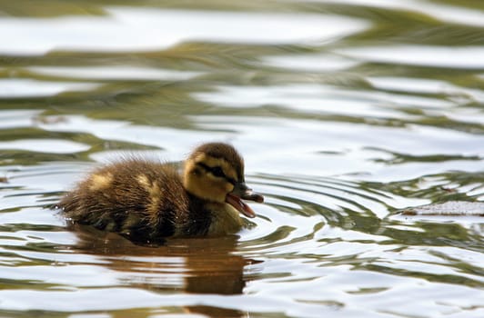Mallard