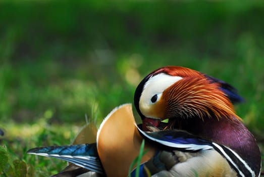Glossy duck