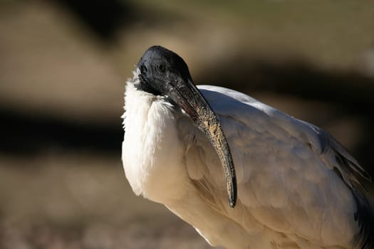 Moluccan ibis (Threskiornis molucca)