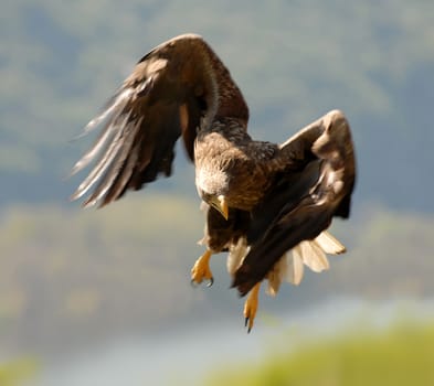 Flying Eagle