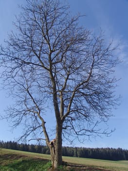 Walnut tree