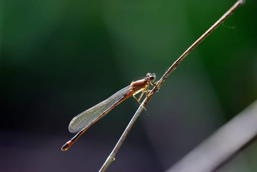 Adonis dragonfly