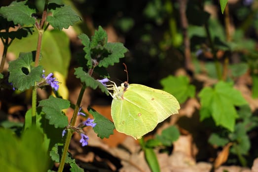 Brimstone
