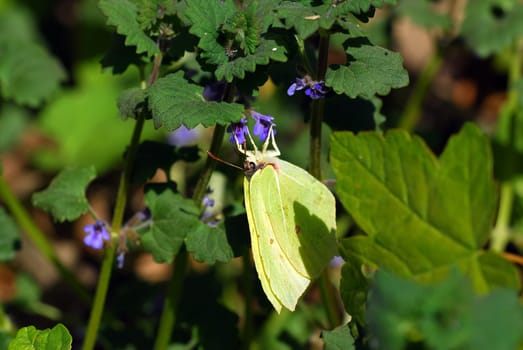 Lemon butterflies