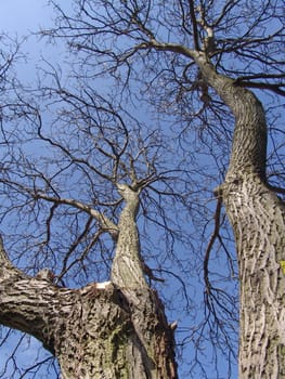 Walnut tree