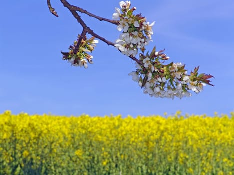Rapeseed and tree blossoms