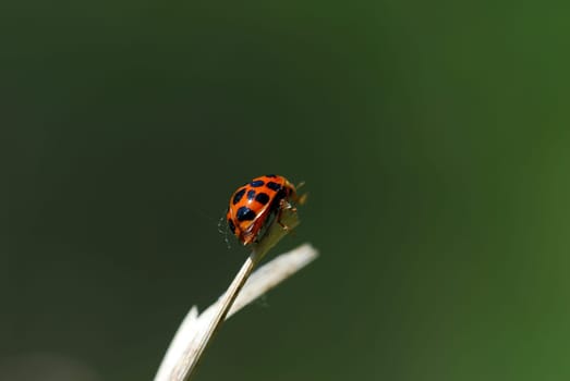 above