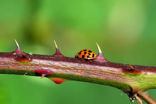 Asian ladybug