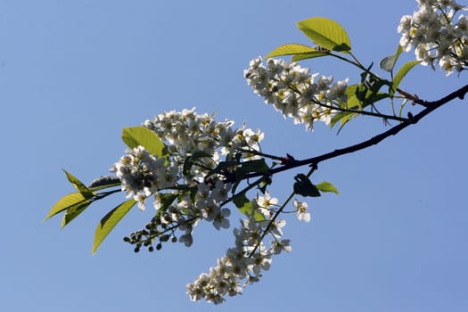 Cherry blossom