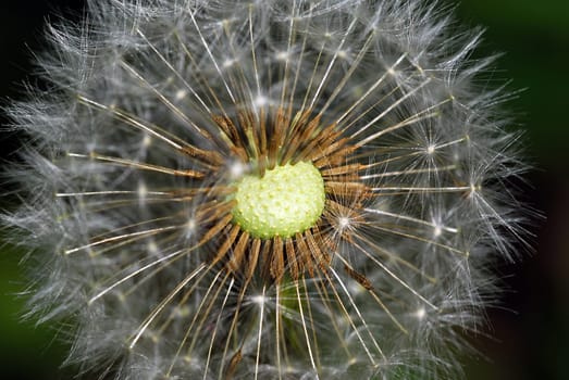 Flying seeds