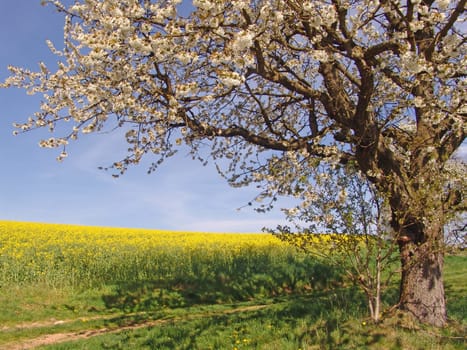 Rapeseed field and fruit tree