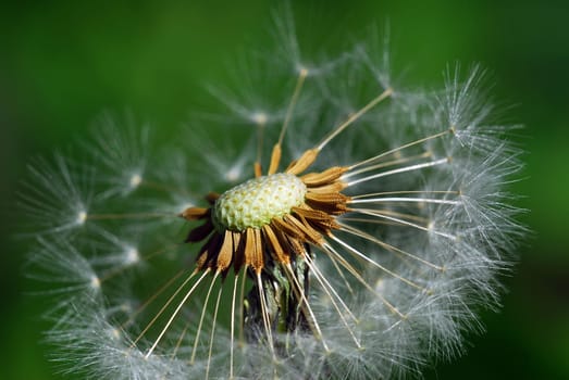 Dandelion