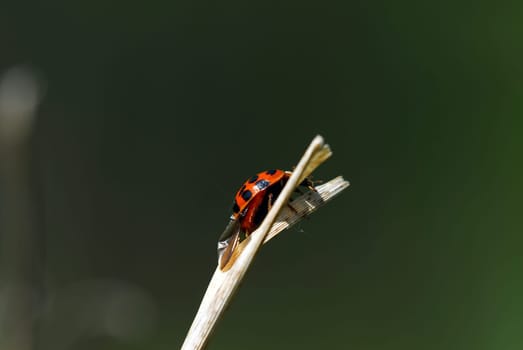 camouflaged