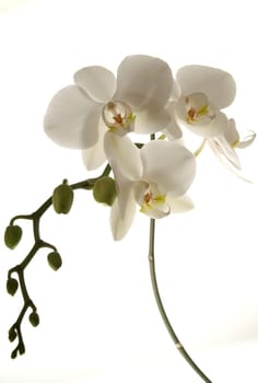 White orchid,blooming with buds