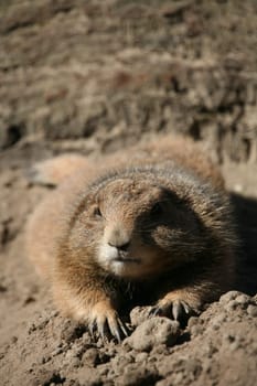 Prairie dog