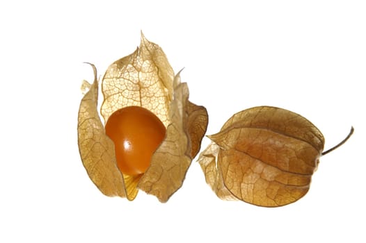 Physalis,open and closed