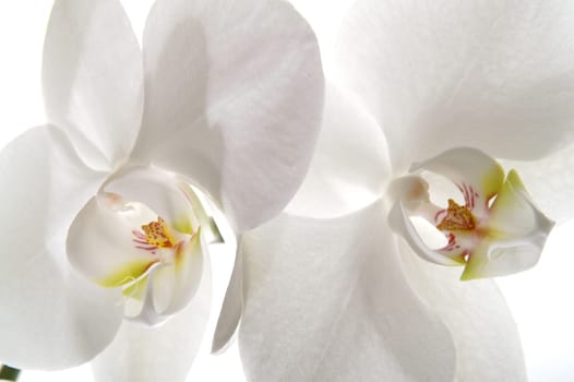 White orchid,blooming in pruning