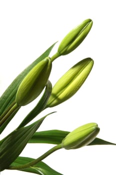 Yellow lily,buds