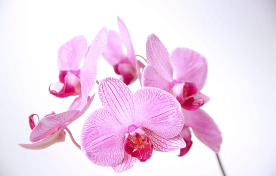 Pink orchid,blooming