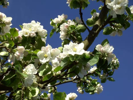 Apple Blossom 03