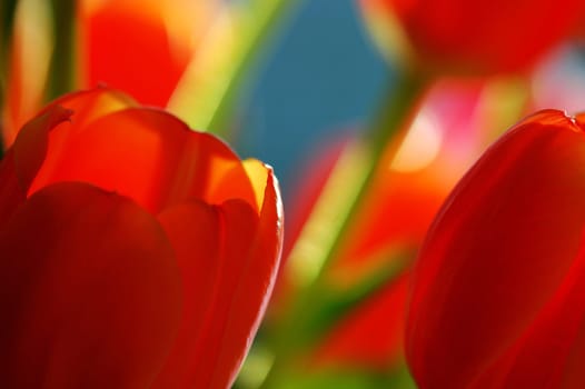Tulip detail