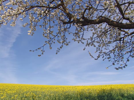 Spring mood
