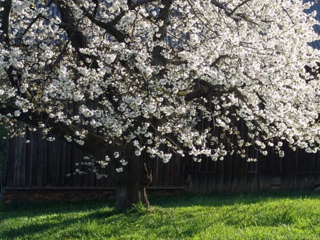 Fruit tree blossoms