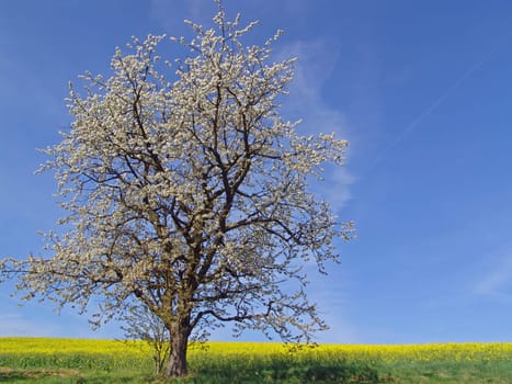 Rapeseed field and fruit tree