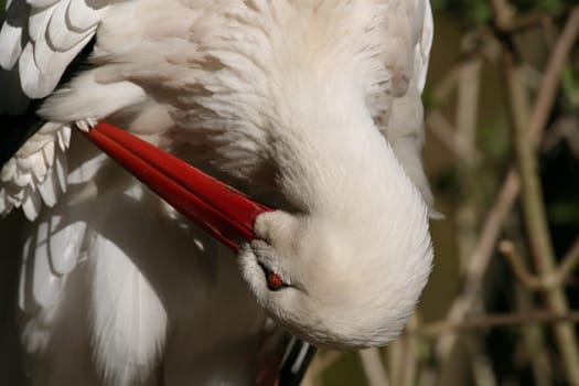 Portrait of a white stork