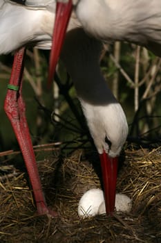 Eggs of white storks in the nest
