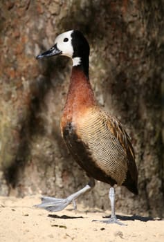 Dendrocygna viduata
