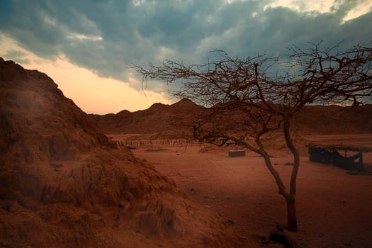 The desert is alive